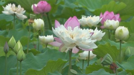 ハスの花が見頃　幸せを呼ぶ吉兆　1本の茎に2つの花が咲く「双頭蓮」も現る　山梨