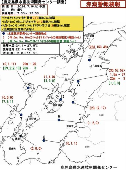 養殖ブリに赤潮被害　13万7000匹、総額1億円超　ピーク越えるも、雨が続き気温上がれば再び増殖の恐れ　鹿児島県内