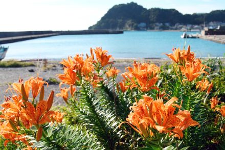 青空に映えるオレンジ色　夏告げるスカシユリ見ごろ　南房総（千葉県）