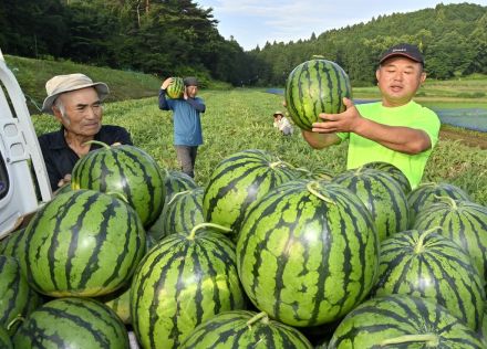 シャリっと食感、心射止める夏の味　栃木・大田原の「与一西瓜」収穫シーズン