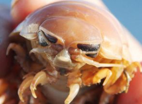 食べるのに勇気いる？オオグソクムシの姿揚げ、見た目は完全にあの虫　「カリカリしていてエビのよう」