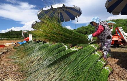 夏の香り、ビーグ青々と　うるま市で収穫作業　沖縄