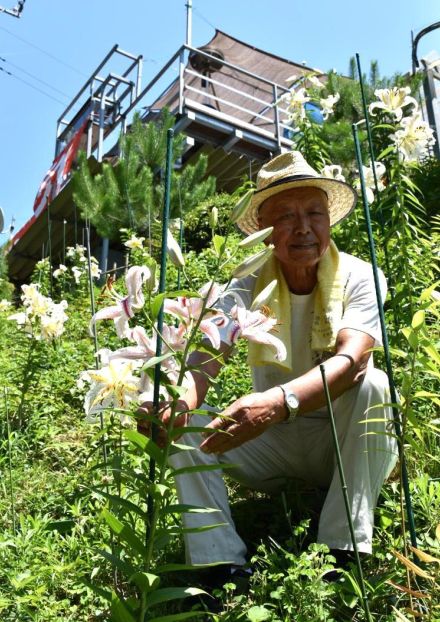 地域癒やすヤマユリ　行方、山田さん育てる　茨城