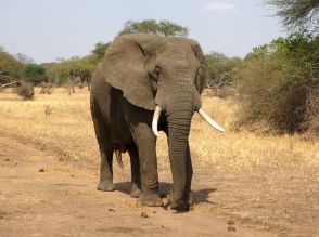 写真撮影中に象に踏まれた…南アフリカでサファリ観光客が事故に