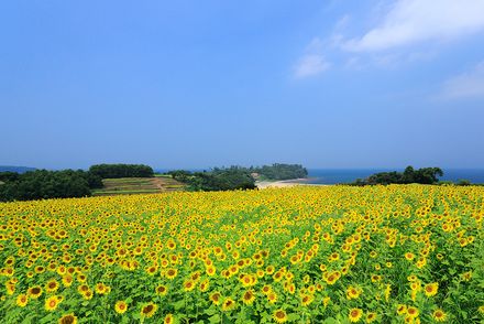 【大分県 2024年版】 夏の絶景・風物詩10選 「長崎鼻」感性を刺激する150万本のひまわり畑