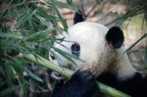 「パンダを抱いて授業をするんですか」…中国大学に開設される新学科　