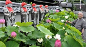 口コミで有名「ハス寺」白やピンクの花見頃、午前中観賞オススメ　岐阜・中津川市の萬嶽寺