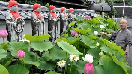 口コミで有名「ハス寺」白やピンクの花見頃、午前中観賞オススメ　岐阜・中津川市の萬嶽寺