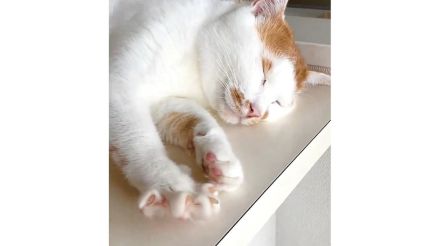 なでると“手”が開く!?愛猫に搭載された“きゅんシステム”がかわいすぎる…常に作動するのか飼い主に聞いた