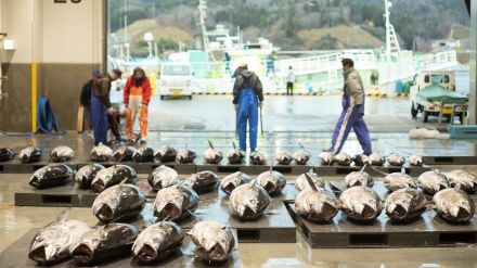 【実はお魚輸入大国！？】2022年の水産物生産額は1兆6000億円 ―水産白書 : 魚価高騰で増加も、輸入額を下回る水準に