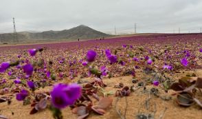 砂漠が一面の花畑に、真冬のチリで異常に早い開花