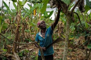ガーナのカカオ豆農家、密輸業者に売却　公定価格安く