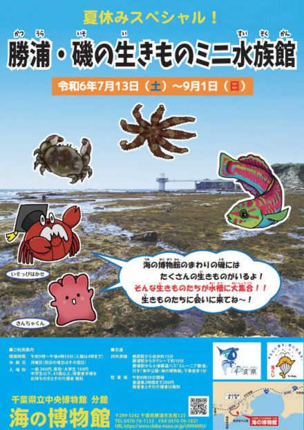 【夏休み2024】千葉県「海の博物館」磯の生きものミニ水族館7/13-9/1…観察会も