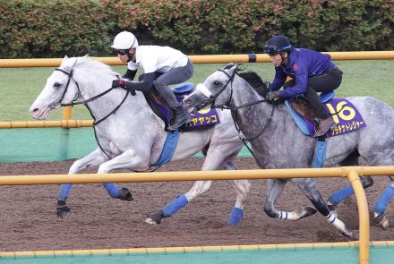 白毛の８歳ハヤヤッコ「今年が一番、馬が若い感じ」と浜中騎手、併せ馬で元気アピール／函館記念