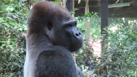 待ちに待った大好物！？ゴリラの爆食シーンを激写！京都市動物園が投稿【激カワアニマル奇跡の瞬間】