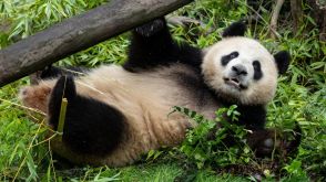 サンディエゴ動物園、新顔パンダ２頭の写真を初公開