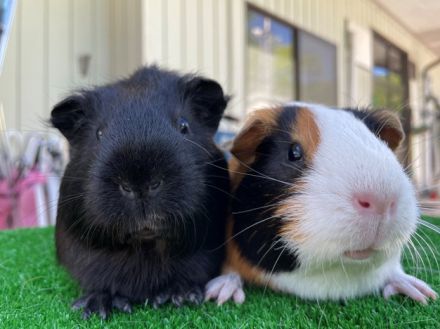 2匹のモルモットのバトルに新たな刺客が！大好物をめぐり綱引き対決でまさかの勝敗【激かわアニマル奇跡の瞬間】