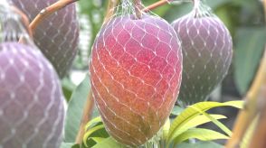 「粒が大きく色も良く糖度も高い」　南ア市でマンゴー収穫はじまる　例年より10日早く　山梨