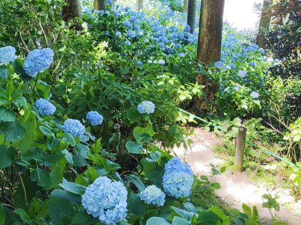 かつらぎの「花園あじさい園」で3000株のアジサイ見頃