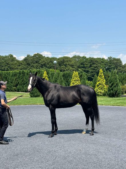 【苫小牧便り】新種牡馬イクイノックスは元気です！海外牧場関係者は「モンスター」と歓喜