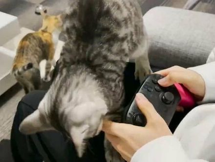 ゲームに熱中していると、猫がおねだりに来て…突如開幕した「別のゲーム」に「指！指ですよ！！」の声