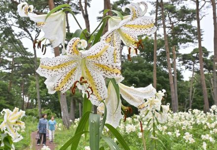 栃木・那須街道沿いでヤマユリ満開　風に揺れる大輪の優美な花　遊歩道に甘い香り漂う