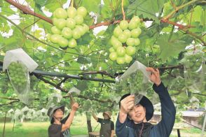 粒よりのブドウ包んで守る　富山・婦中で袋かけ作業