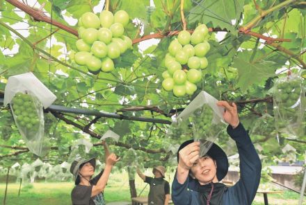 粒よりのブドウ包んで守る　富山・婦中で袋かけ作業