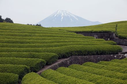 「さわやか」だけじゃない！【静岡県のローカルチェーン】3選。お弁当は「テンジンヤ」、ラーメンと言えば「五味八珍」！