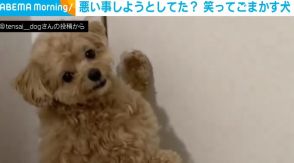 「……ニコッ」笑ってごまかす犬 飼い主が声かけ→謎の間が気になるも企みは未遂に