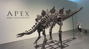 史上最大のステゴサウルスの化石が競売に　予想落札価格は最高で9億6000万円！