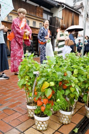 福島県会津若松市で「ほおずき市」　鉢植えに風鈴、梅雨空に響く夏の音