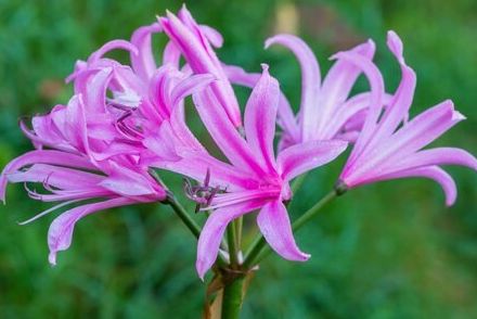 もうすぐ植え付けタイミング《夏植え・秋咲き球根植物》3選。育てやすくて美しい！【ガーデニング】