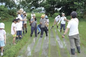 長野県安曇野市の子育て中の女性らの団体スリー・タイニー・シーズが「田んぼのある暮らし」を実践　耕作放棄地を活用し無農薬・無化学肥料で米作り