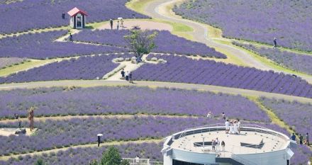 香る北海道・富良野の夏　ラベンダー見頃