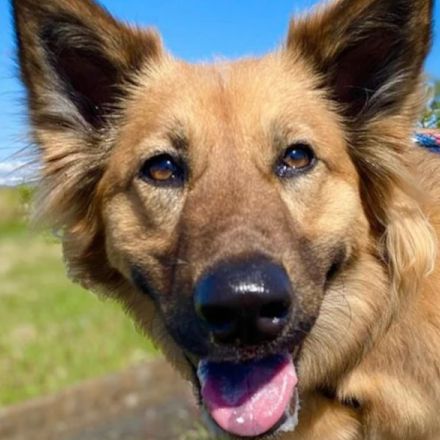 想像以上に大きく成長した雑種犬「くま子」　プチ脱走事件を経て絆が深まった