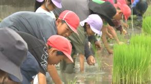 米作りをする人が居なくなった休耕田で幼稚園児たちが田植え「地域の農地はみんなで守ろう」【岡山・備前市】