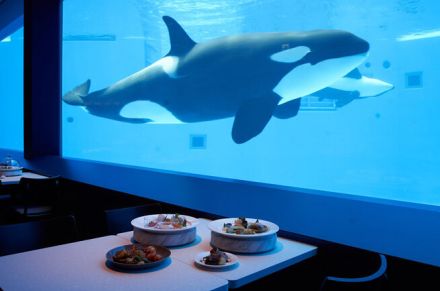 日本で3館目のシャチがいる水族館「神戸須磨シーワールド」がオープン！【2024・兵庫】