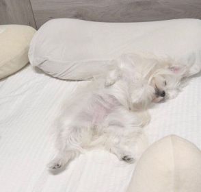 ごはんを食べ終えて満腹の犬が向かった先はベッド！　「人のような寝姿」を見せる無防備っぷりがかわいい
