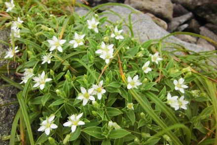 一度は見たい!「激レア高山植物」が咲く「東北の百名山」5選!