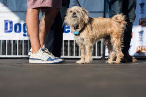 “ペットの名前”犬、猫とも「むぎ」が総合1位　読み方は…？歩歩栄など特徴的な名前も