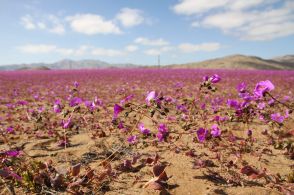 砂漠に一面の花畑 季節外れの雨で チリ