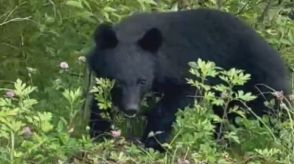 10分間に3回 クマに遭遇　「1メートル以上はあった」　三重県ではクマ出没に備える訓練も