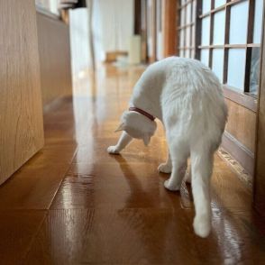 グニャーンと体をよじらせる猫、不思議すぎるポーズに驚きの声「え？ 猫又？」「上半身どうなってるの？」と1.4万人驚愕