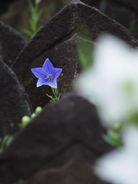 石仏に優しく寄り添う「星型」の花　奈良市の元興寺でキキョウ見頃　