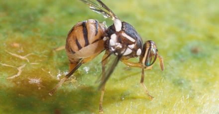 「果実に卵を産み付け、ウジが食い荒らす…」害虫ミカンコミバエが変異→農薬が効かない危機を乗り切った秘策とは？