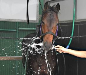 【今週の注目新馬】サートゥルナーリア産駒マックスキューが強豪揃いの土曜福島にスタンバイ　鹿戸調教師も太鼓判「操縦性いい」