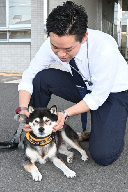 愛犬「小杏」散歩中にお手柄　掛川　倒れた男性を発見　飼い主に知らせる