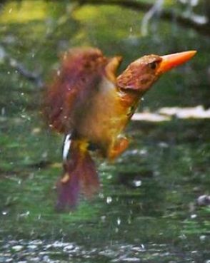 「火の鳥」が水面にダイブ！　暑さを避けて水浴び繰り返す　沖縄・瀬底島