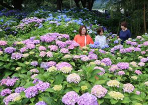 始まりは50年前…「あじさい寺」で1300株が見頃　参拝客「景色も良くて最高」